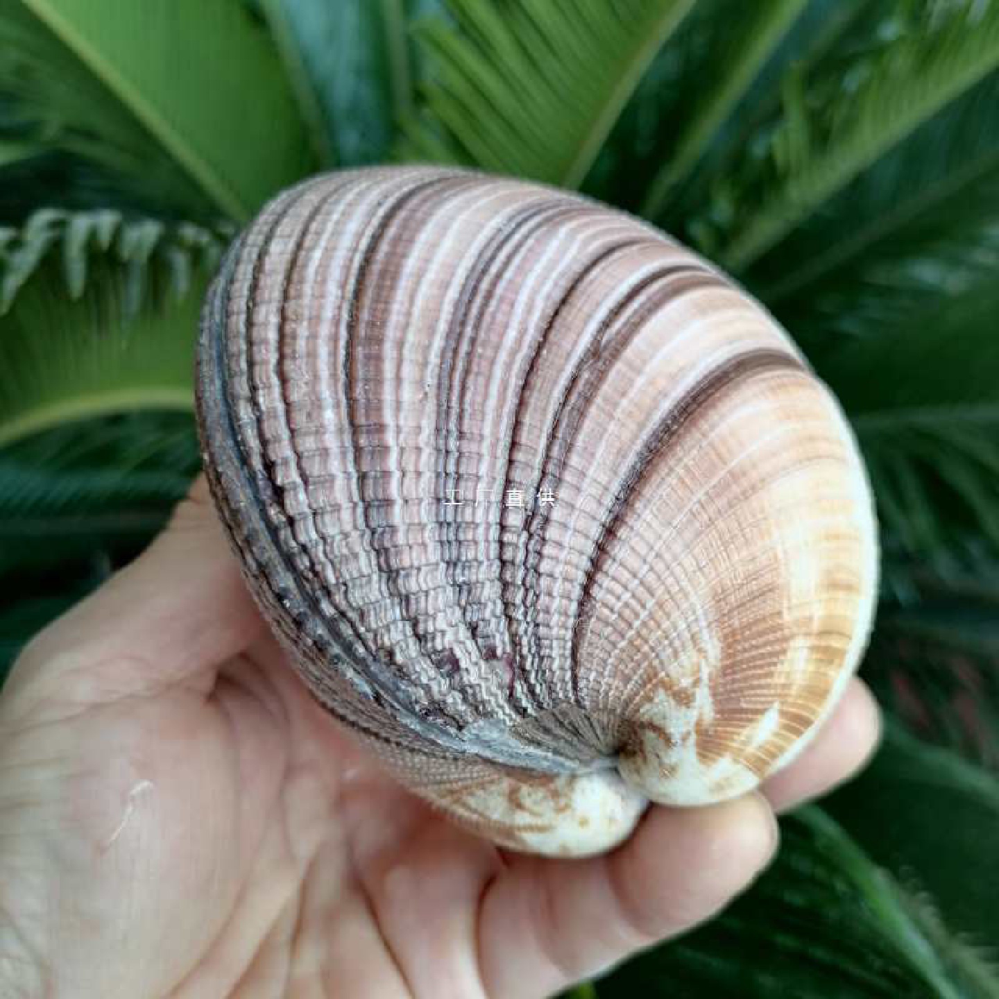 天然海螺蓝色贝壳双壳巨鸟贝蓝鸟贝蛤水族鱼缸造景家居装饰