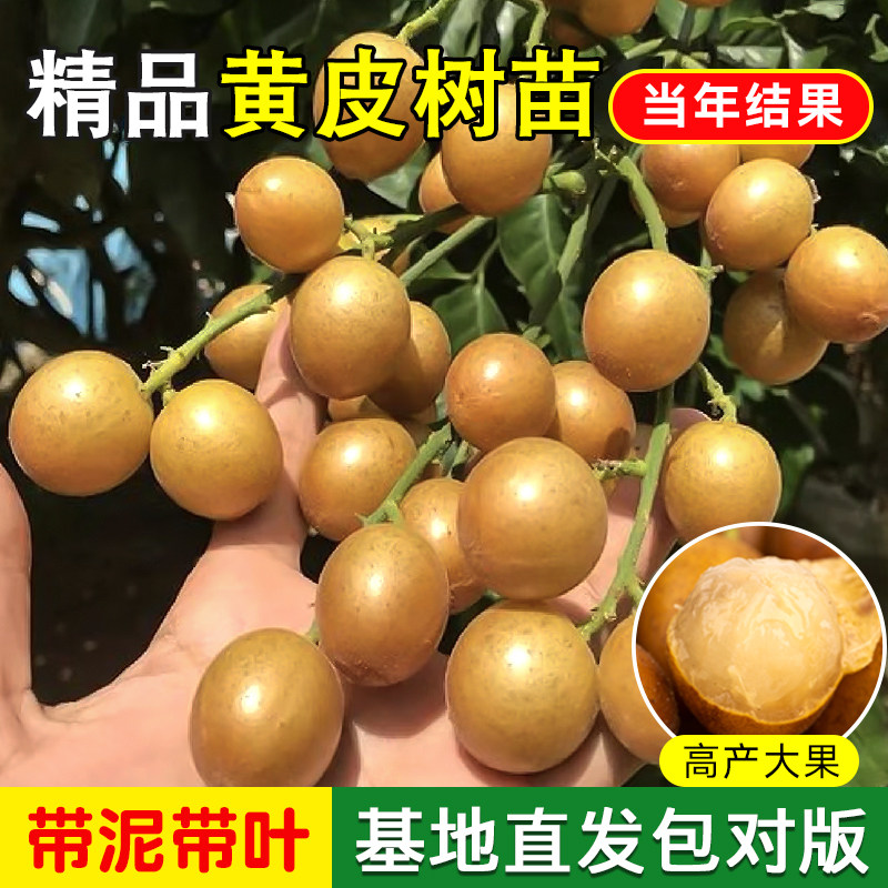 黄皮果树果苗鸡心无核贵妃黄皮果树嫁接苗南北方盆栽地栽庭院种植