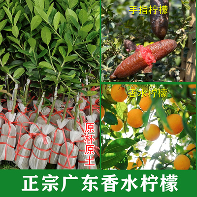 正宗广东香水柠檬树苗可四季结果