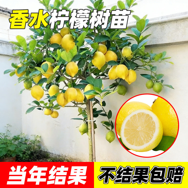 香水柠檬树盆栽带果老桩大盆庭院室内外四季结果可食用金桔果树苗,鲜花速递/花卉仿真/绿植园艺,果树,淘宝优惠券,粉丝福利购,淘宝优惠卷