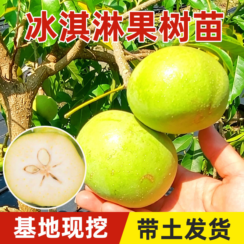 白柿冰淇淋果树苗嫁接庭院阳台带土叶纯甜南方种正宗新品种柿树木