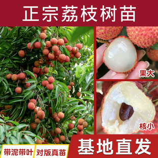 荔枝树苖无核桂味果树盆栽妃子笑嫁接水果树苗糯米糍果苗当年结果
