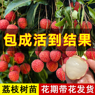 荔枝树苗妃子笑无核桂味荔枝树嫁接苗荔枝苗树盆栽地栽南北方种植