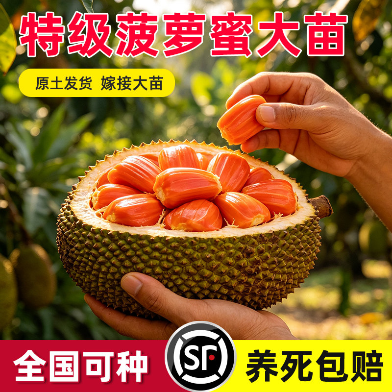菠萝蜜树树苗嫁接泰国红肉干苞海南四季榴莲蜜木菠萝蜜果树苗庭院