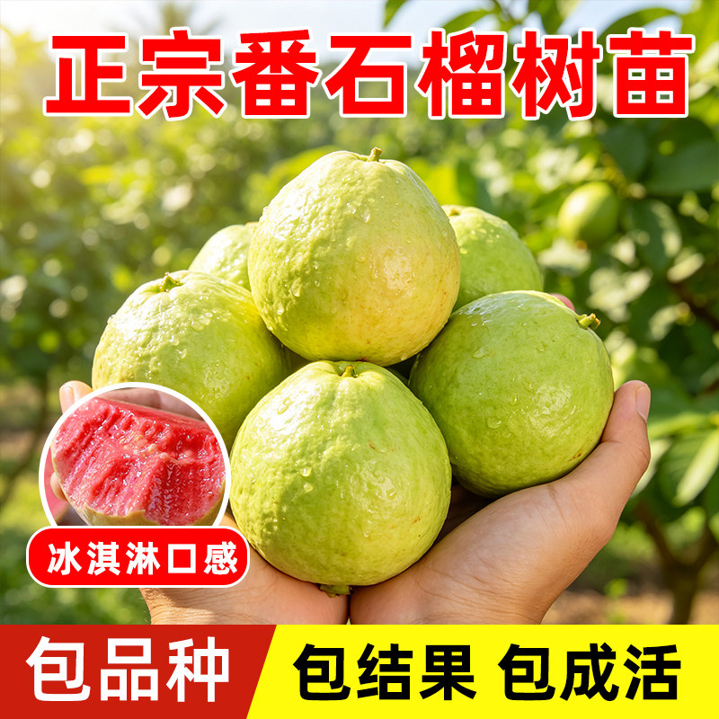 番石榴树果苗当年结果包成活图片