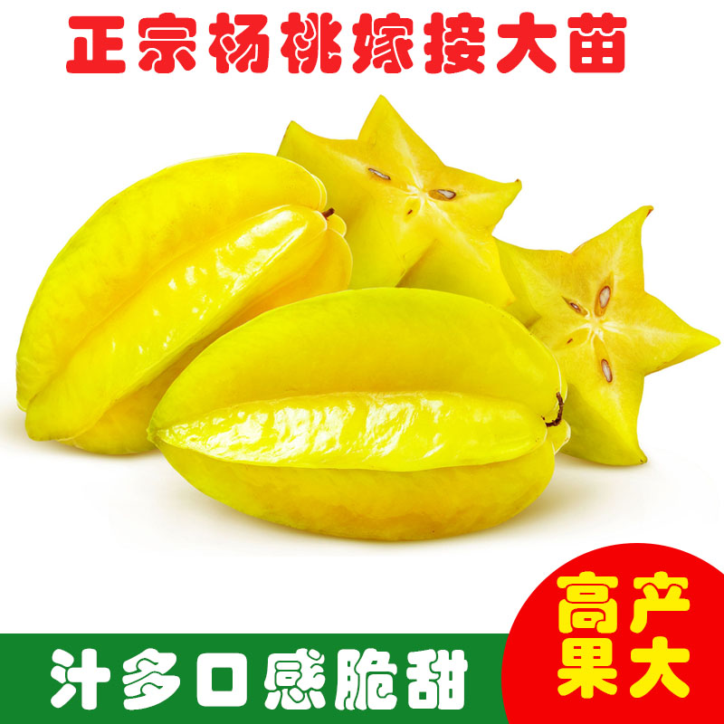 四季杨桃树苗大果无渣纯甜不酸