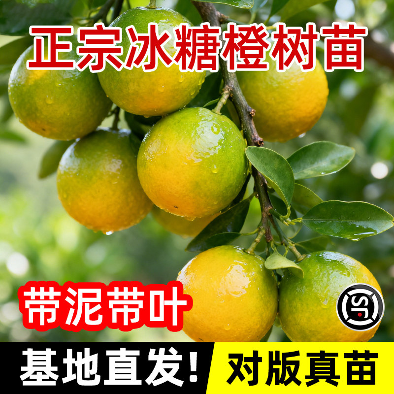 冰糖橙子树苗嫁接廉江红橙树苗清甜无籽带土南北方盆栽地栽包成活