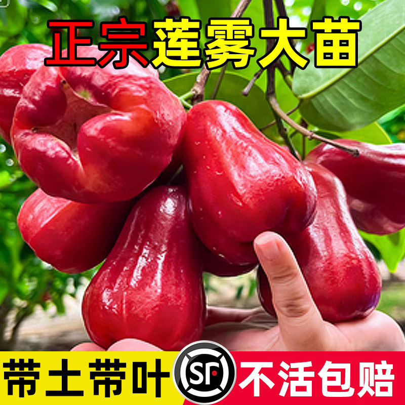 莲雾树苗嫁接黑金刚莲雾树苗带土四季结果南方种植果树苗庭院地栽