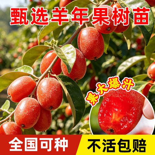 正宗嫁接羊奶果苗德甜二号特大果盆栽果树胡颓子庭院种植当年结果