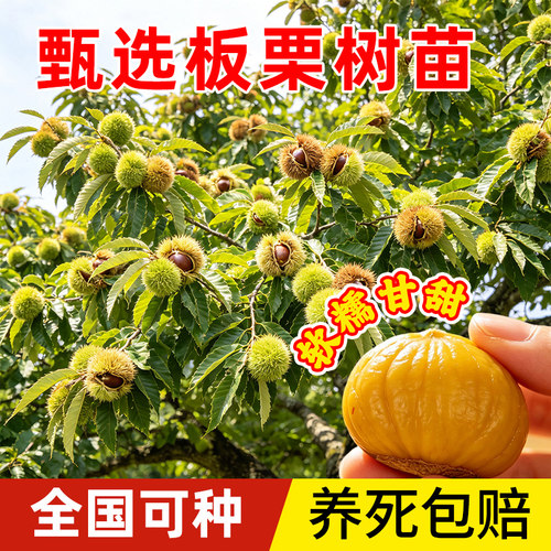 板栗树苗嫁接毛栗子地栽特大树苗果树果苗南北方种植当年结果好养