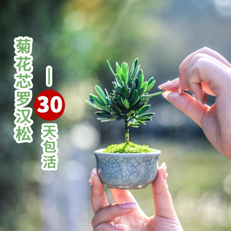 海岛菊花心罗汉松盆景办公室桌面绿植迷你摆件秋冬室内植物小盆栽
