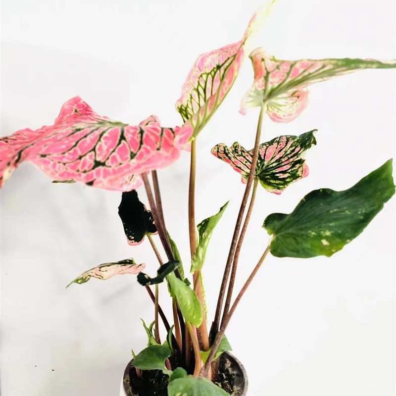盆栽彩叶芋粉色和声网红好看好养净化空气室内植物店长超划算