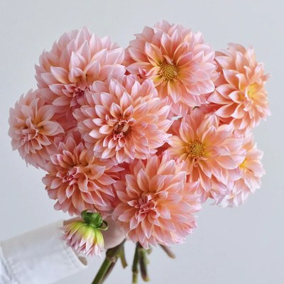 奶油桃子大丽花鲜切花鲜花网红款花束云南直发绿植真花水培插花