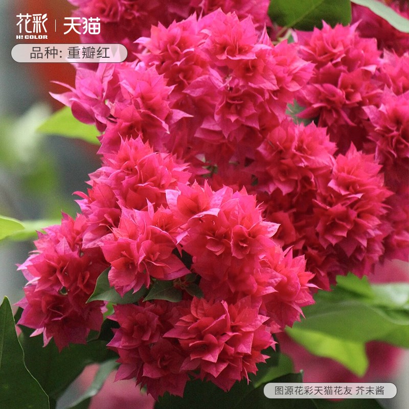 不甜西瓜三角梅盆栽带花漳红樱阳台耐热爬藤四季开花卉花树苗老桩