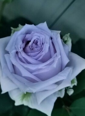 蓝色格劳恩 蓝紫色月季扦插花苗阳台盆栽庭院绿植