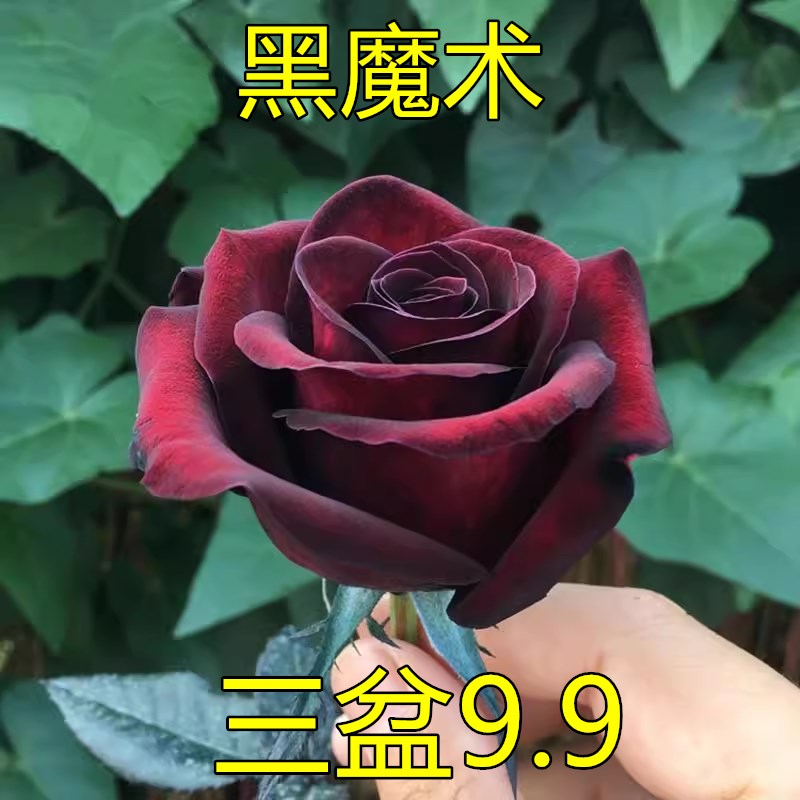 黑魔术 灌木大花月季苗 切花月季花苗 盆栽四季开花玫瑰花苗