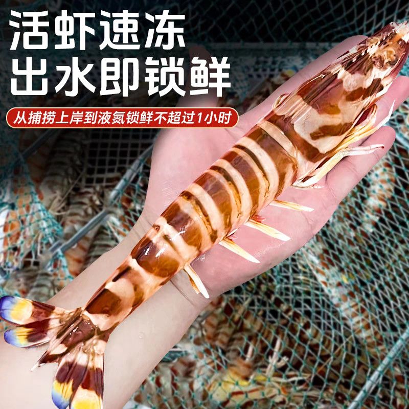 鼠大皇超大海捕斑节虾超大2条