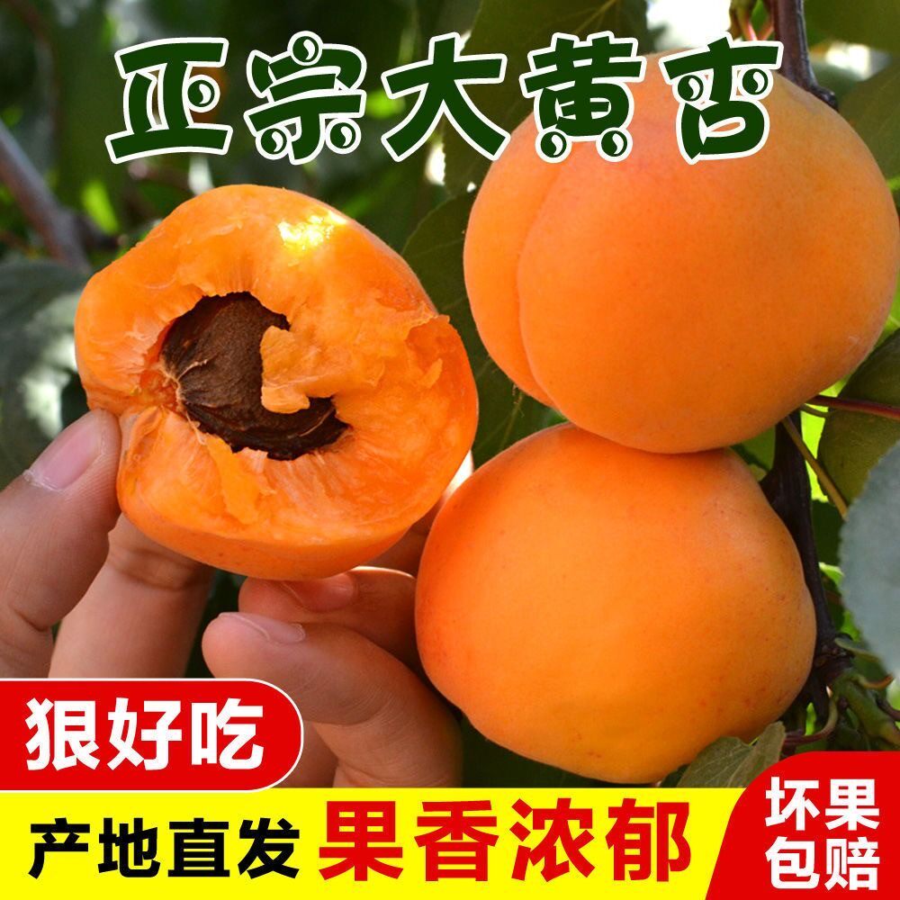 【下单立减30】2026头茬大黄杏新鲜酸脆爽口金太阳杏子孕妇酸水果