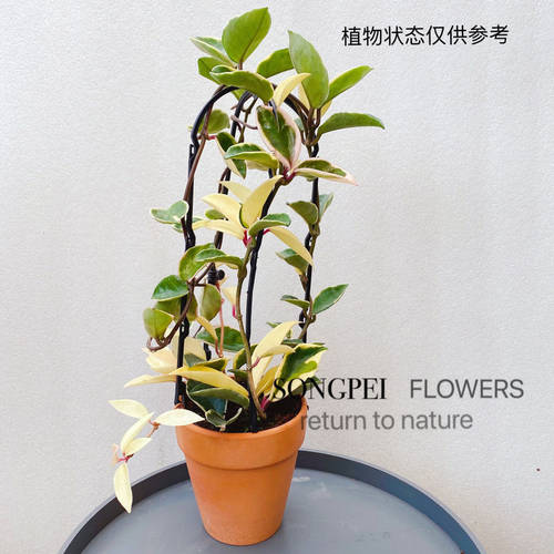 金边球兰b 球兰锦 花叶球兰锦垂吊开花植物盆栽 三色球兰锦包邮