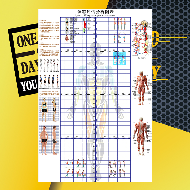 体态评估表墙贴h健身房体测网格背胶墙纸瑜伽馆儿童体态纠正体姿