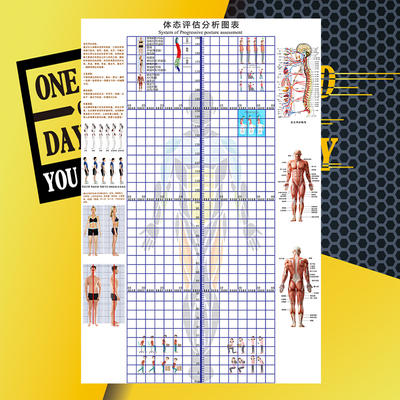 体态评估表墙贴h健身房体测网格背胶墙纸瑜伽馆儿童体态纠正体姿