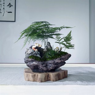 创意文竹盆栽假山石微景观附石菖蒲云竹盆景造型家中玄关摆件绿植