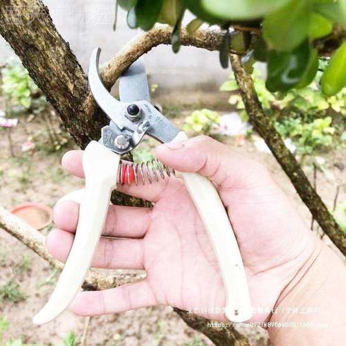 日本进口修枝A剪爱丽 RS0 13DX 园68426艺手剪刀原装果斯树整枝剪