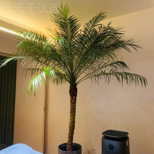 美北丽针葵棕榈科树绿办庭公独物院室摆件装饰落地欧开业家居室内