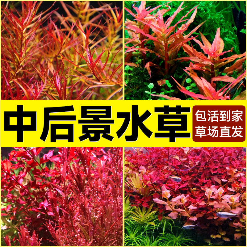 鱼缸造景懒人水草植物活体前中后景阴性水草套餐血红绿宫廷叶底红