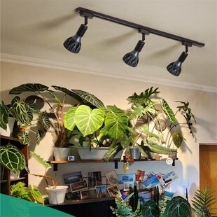 led全光谱植物l补光灯块根龙舌兰鹿角蕨多肉热植生长灯鱼缸爆藻灯