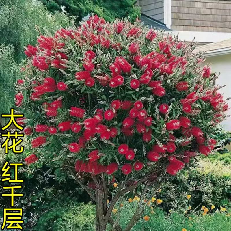 红千层树苗金宝树红千层耐寒植物