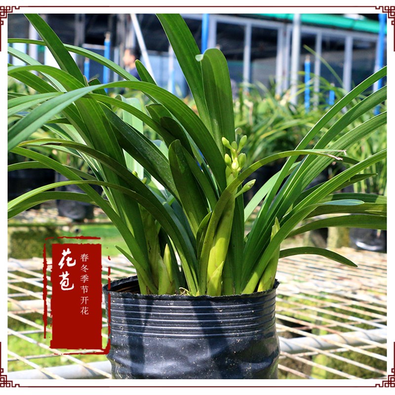 名贵(翠玉香兰)浓香型大花国兰花苗绿植物盆栽年宵花现不带花苞