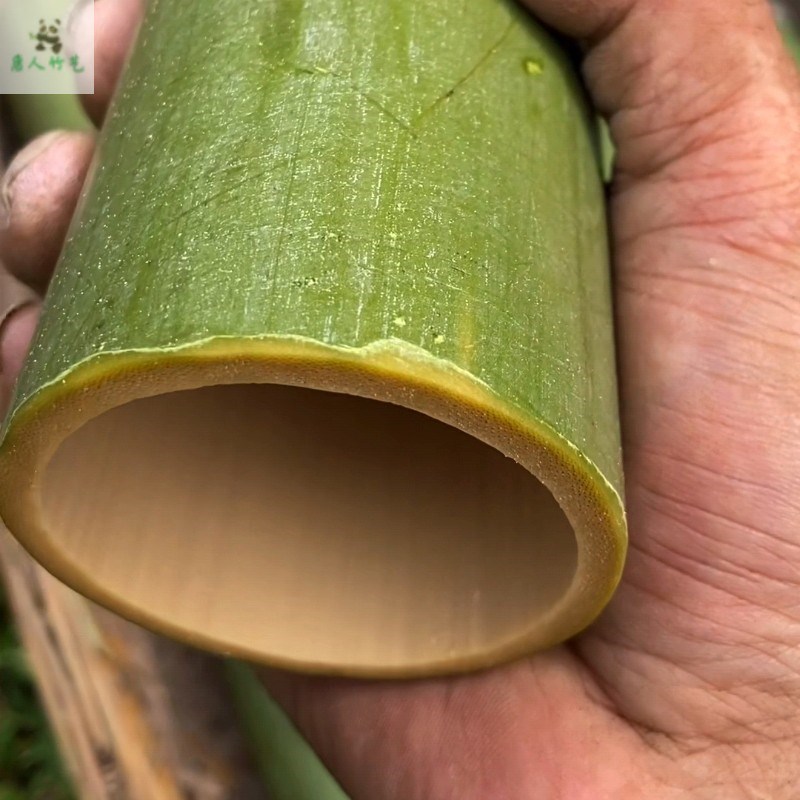 新鲜竹子大号竹筒竹段婚庆活动装饰造景幼儿园环创道具手工原材料