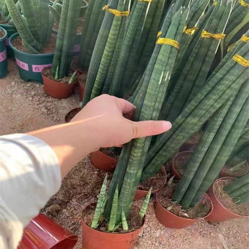 佛前香虎皮兰盆栽绿植室内好养易活防辐射植物可爱稀有棒叶虎尾兰