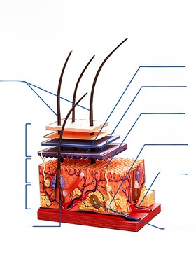 4D Master人体皮肤和毛发模型面部毛囊结构4dmaster拼装教学模具
