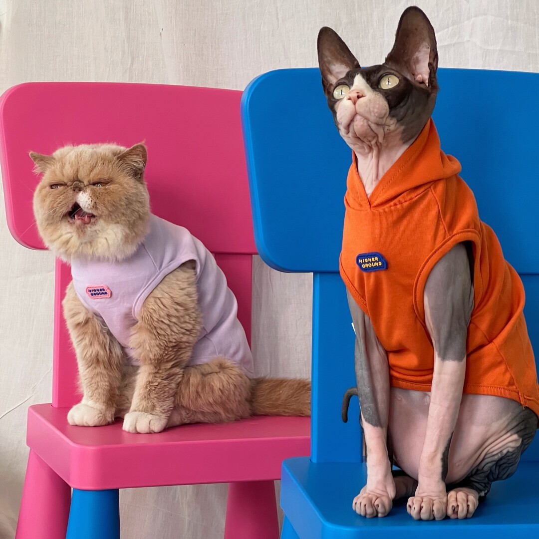 马尔济斯约克夏泰迪犬无毛猫德文猫衣服春夏无袖背心帽衫弹力纯棉