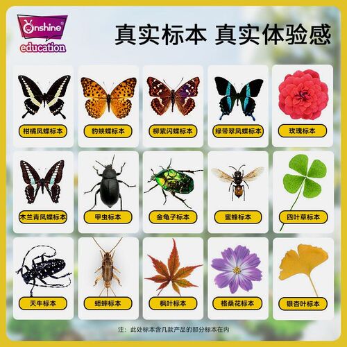 儿童昆虫标观察科学真实树脂虫子琥珀蝴蝶制作