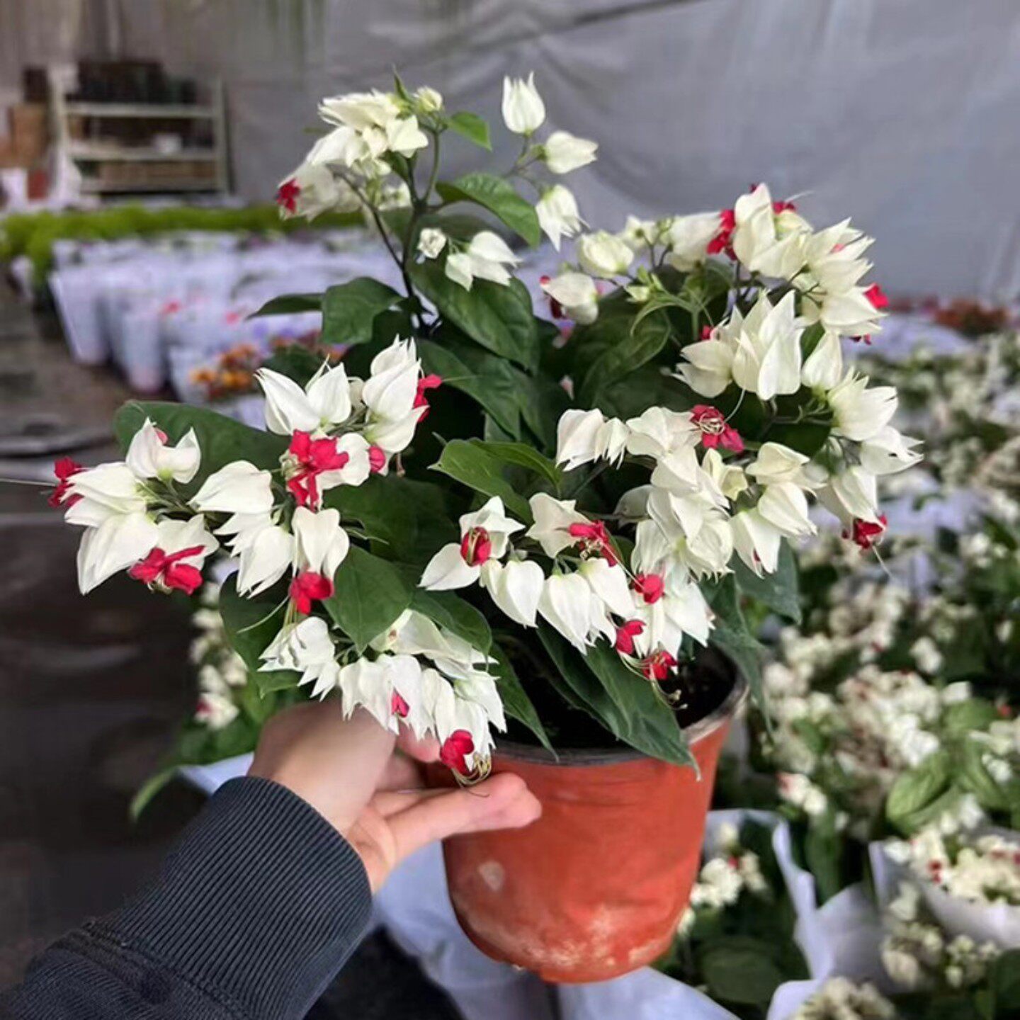 龙吐珠盆栽带花庭院藤本室内客厅花苗爬藤植物好养花卉