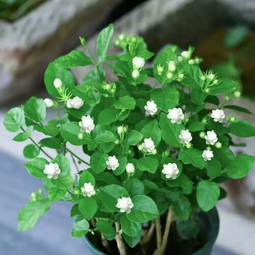 茉莉花盆栽带花苞重瓣虎头茉莉阳台耐热植物室内浓香花卉绿植盆景