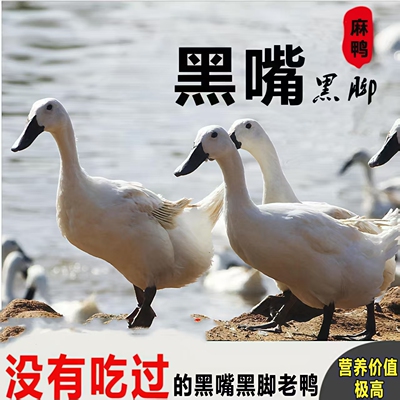 正宗生态散养黑嘴麻鸭土鸭水鸭新鲜宰杀生鲜鸭肉整只鸭子顺丰包邮