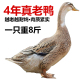 正宗农家散养老鸭子土鸭老鸭水鸭整只带掌带翅现杀现发新鲜3 4年