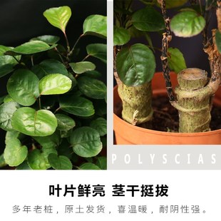 常青盆栽圆叶绿植花卉 福禄桐金钱兜盆栽大树老桩盆景客厅室内四季