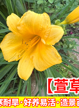 萱草盆栽花苗庭院花园阳台花卉植物耐寒耐热四季常青好养易活绿植