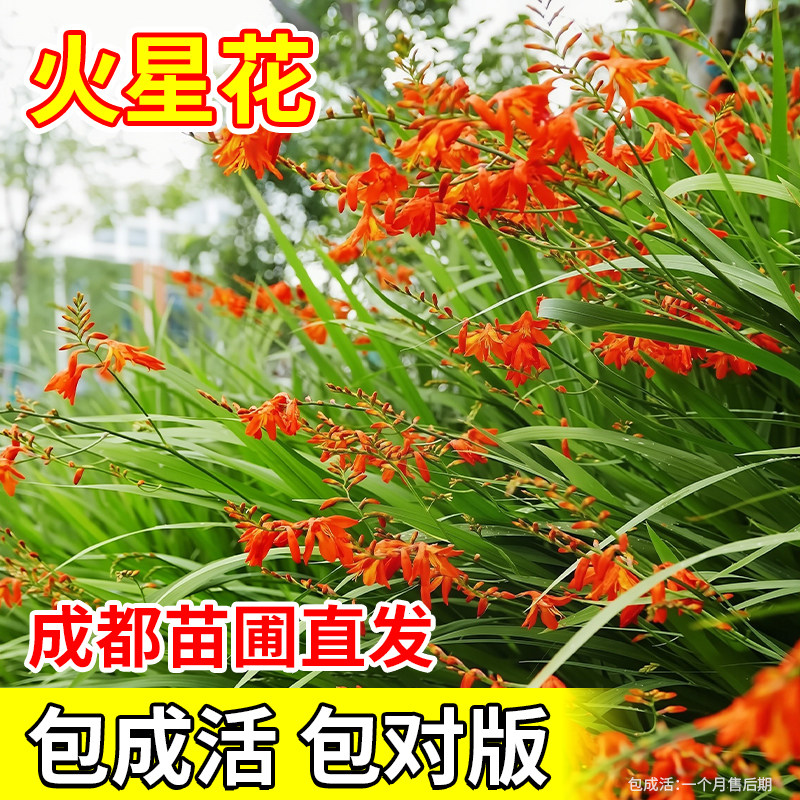 火星花盆栽多年生宿根耐热花苗雄黄兰火焰兰庭院别墅花园花境植物
