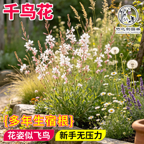 【养死包赔】山桃草千鸟花大苗