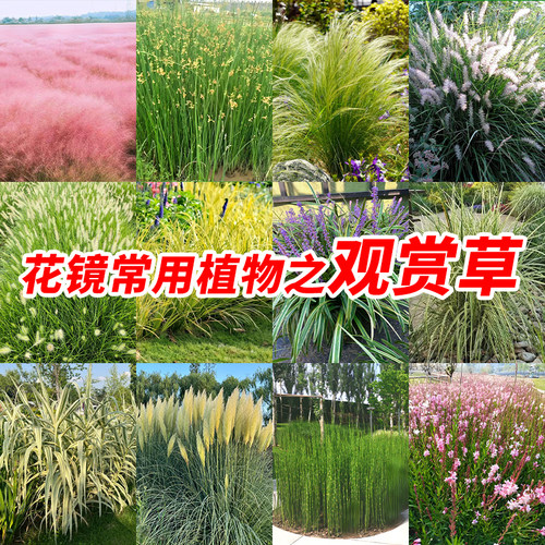 四季观赏庭院阳台花镜观赏草