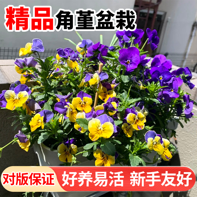 角堇花苗三色堇盆栽冬季耐寒年宵花调色花卉大苗庭院阳台耐寒花卉