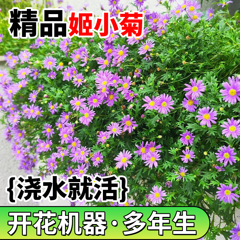 姬小菊盆栽花苗夏季开花植物室内外阳台观赏楼顶庭院玛格丽特花卉