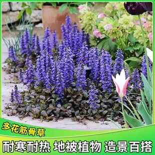 多花筋骨草盆栽庭院别墅造景宿根地被植物多年生四季常绿耐寒花卉