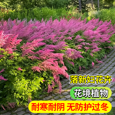 进口落新妇大苗盆栽耐阴耐寒植物庭院室外络新妇花苗阴生花镜绿植